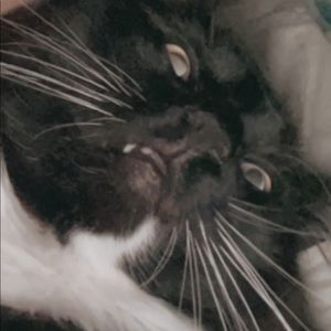 Meet your Posher, Casey